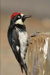 Acorn Woodpecker