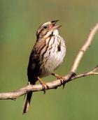 Song Sparrow