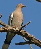 White-winged Dove