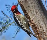 Red-naped Sapsucker