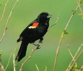 Red-winged Blackbird