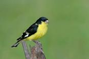 Lesser Goldfinch