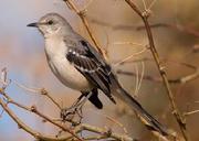 Northern Mockingbird