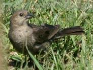 Brown-headed Cowbird