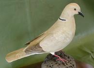 Eurasian Collared Dove