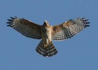 Red-shouldered Hawk