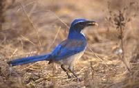 Western Scrub-jay